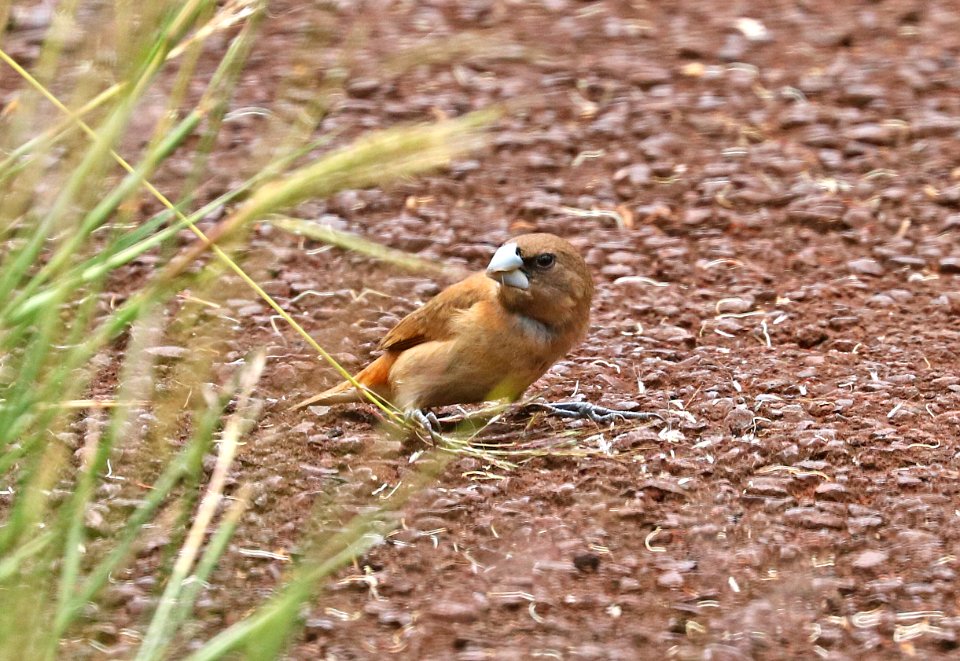 CHESTNUT MUNIA (9-18-2017) aiea loop trail, keaiwa heiau recreation area, honolulu co, hawaii -04