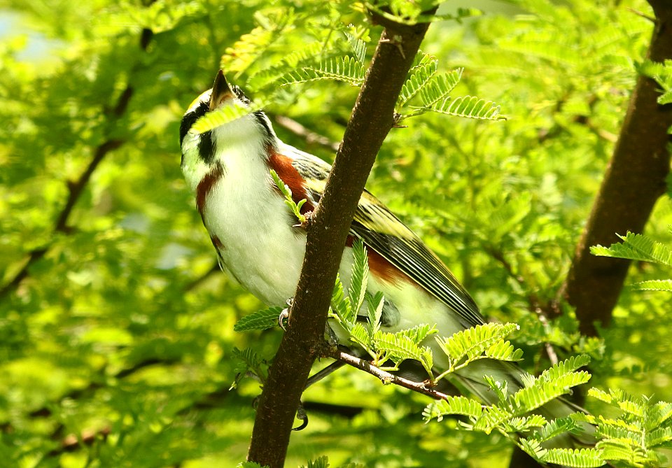 830 - CHESTNUT-SIDED WARBLER (4-26-2019) convention center, south padre island, cameron co, tx -02