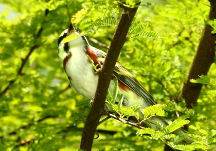 830 - CHESTNUT-SIDED WARBLER (4-26-2019) convention center, south padre island, cameron co, tx -02 photo