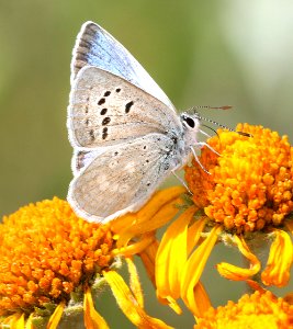 BLUE, BOISDUVAL (Plebejus icariodes) (7-6-2017) 9600 ft, boulder mt, garfield co, ut -01