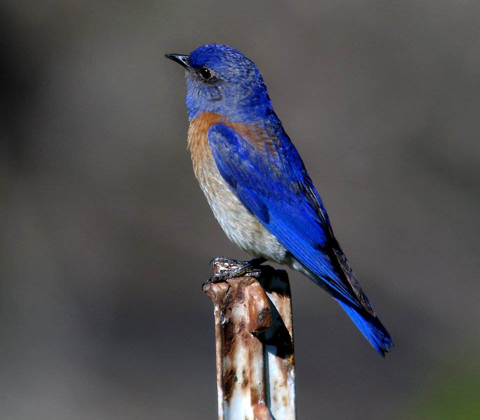 WESTERN BLUEBIRD, slo co, ca