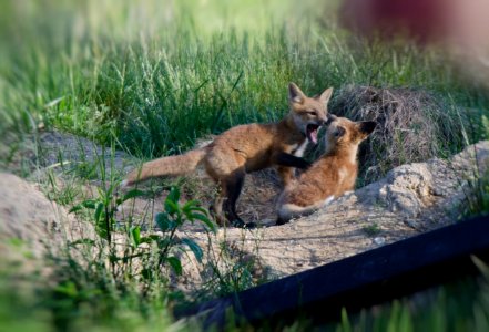 Red Fox kits a play photo