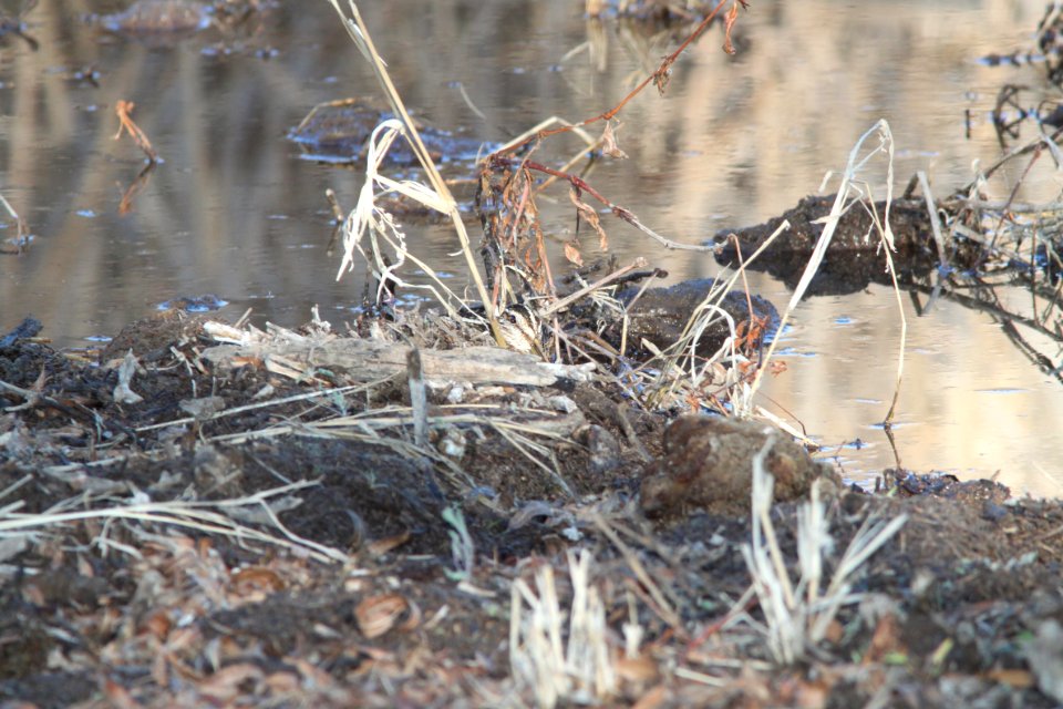 SNIPE, WILSON'S (2-4-12) patagonia lake , scc, az -04