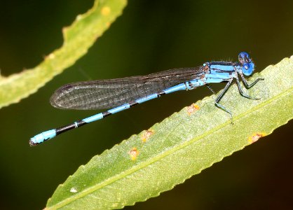 DANCER, AZTEC (Argia nahuana) (10-4-2020) sonoita creek, patagonia, santa cruz co, az -01 male
