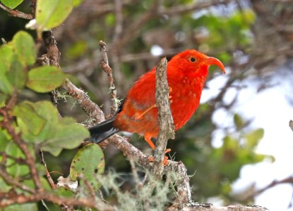I'IWI (8-30-2017) hakalau forest national wildlife refuge, hawaii co, hawaii -12
