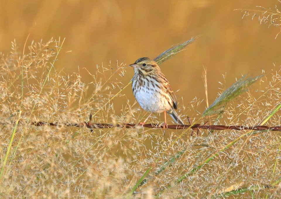 883 - SAVANNAH SPARROW (9-17-2016) san rafael grasslands, santa cruz co, az -02