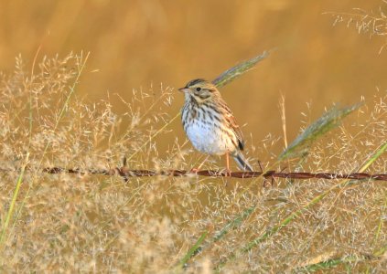 883 - SAVANNAH SPARROW (9-17-2016) san rafael grasslands, santa cruz co, az -02