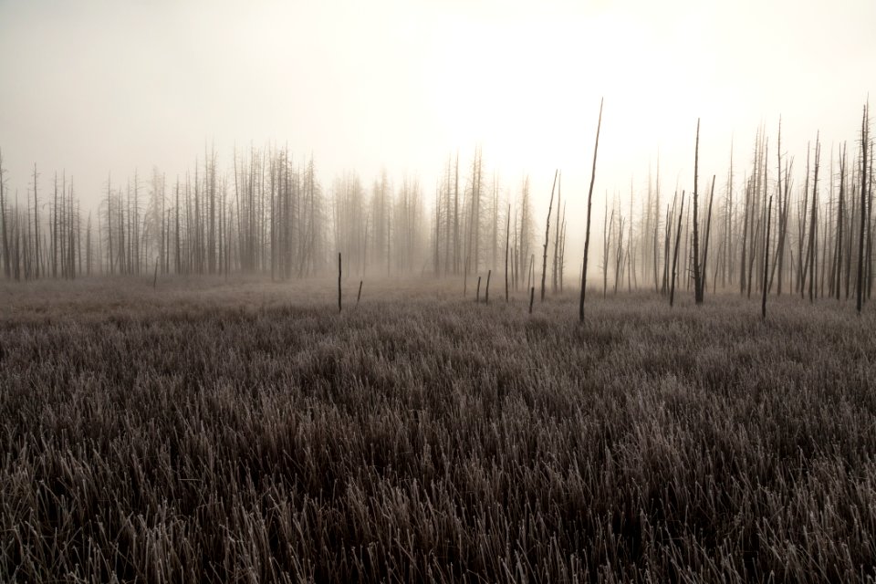 Hoar frost and fog at Tangled Creek