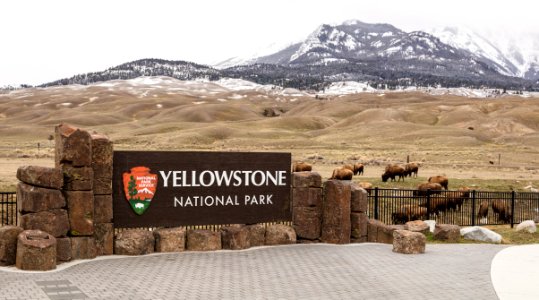 Bison grazing near the park entrance sign in the spring photo