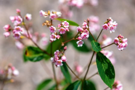Spreading dogbane - Apocynum androsaemifolium