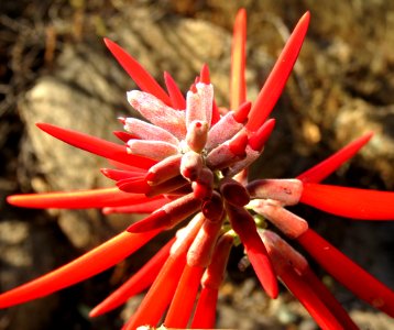 CORAL BEAN (Erythrina flabelformis) (6-2-2020) guindani canyon, whetstone mts, cochise co, az -02