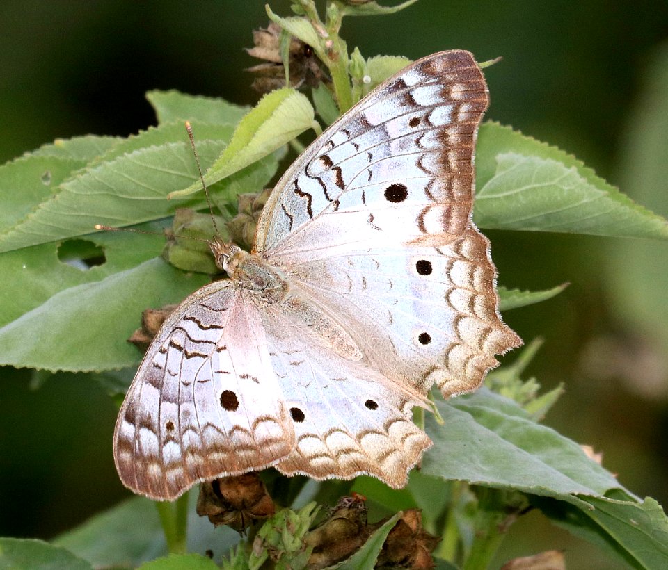 PEACOCK, WHITE (Anartia jatophae) (11-14-2016) sabal palm, cameron co, tx -01