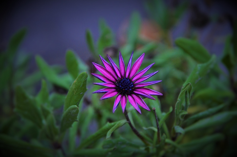 Plant natural flower