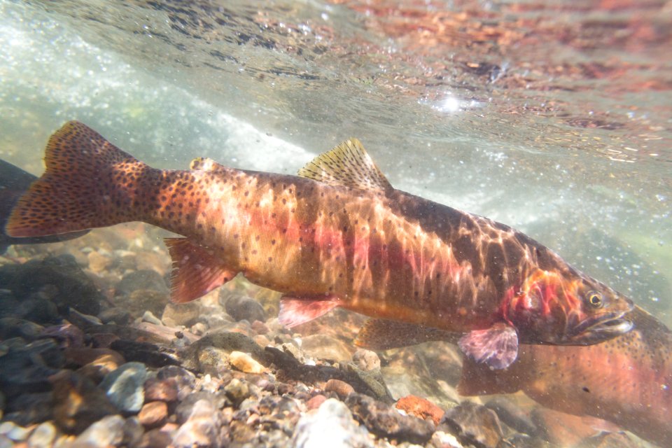 Spawning Yellowstone cutthroat trout (Oncorhynchus clarkii bouvieri) (6)