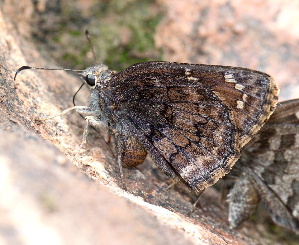 SKIPPER, VALERIANA (Codatractus valeriana) (7-23-12) first cliffs, patagonia-san rafael road, patagonia mts, scc, az -01