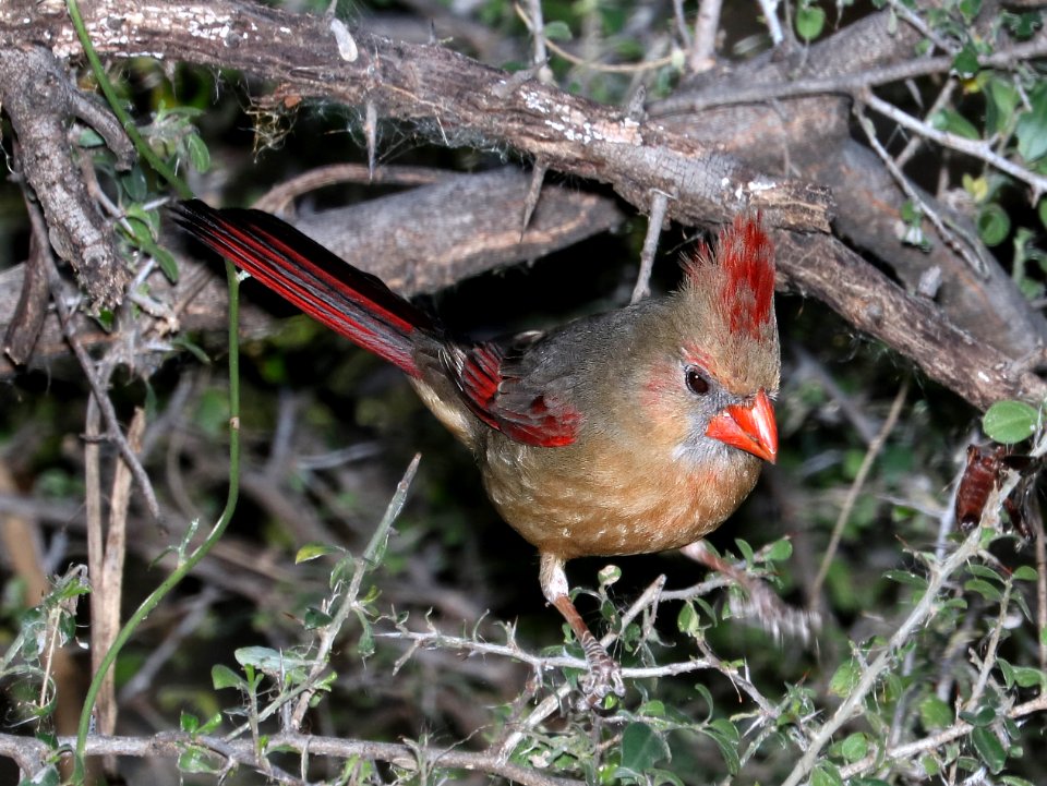 916 - NORTHERN CARDINAL (3-16-2017) patagonia lake, santa cruz co, az -02