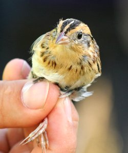887 - LECONTE'S SPARROW (11-3-2016) captive, thornwell, jefferson-davis parish, la -01 (3)