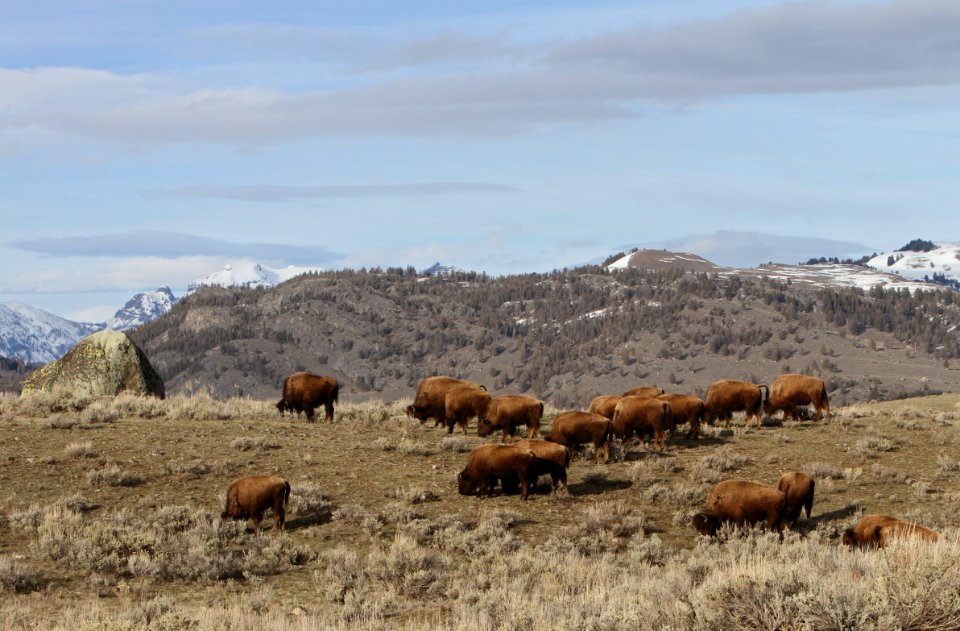 Bison in Little America Flats