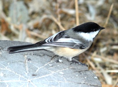 CHICKADEE, BLACK-CAPPED (12-1-09) farmington, nm -02