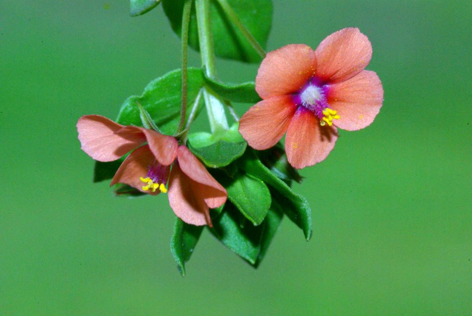 SCARLET PIMPERNEL (anagalis arvensis) (2-21-09) canet -1