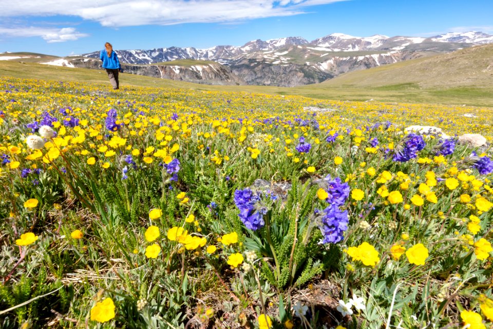 Exploring the tundra along the Beartooth Highway