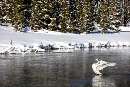 Trumpeter Swan on the Firehole River (2) photo