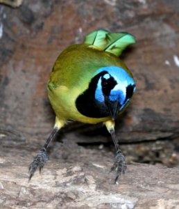 636 - GREEN JAY (11-6-2016) laguna atascosa, cameron co, tx -14