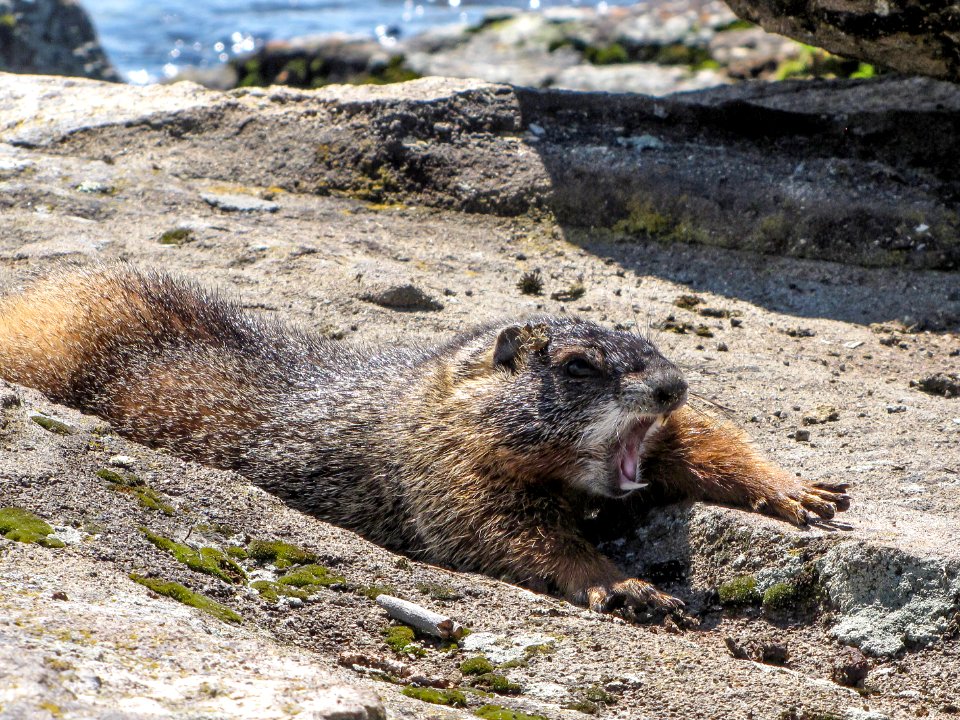 Marmot at Storm Point