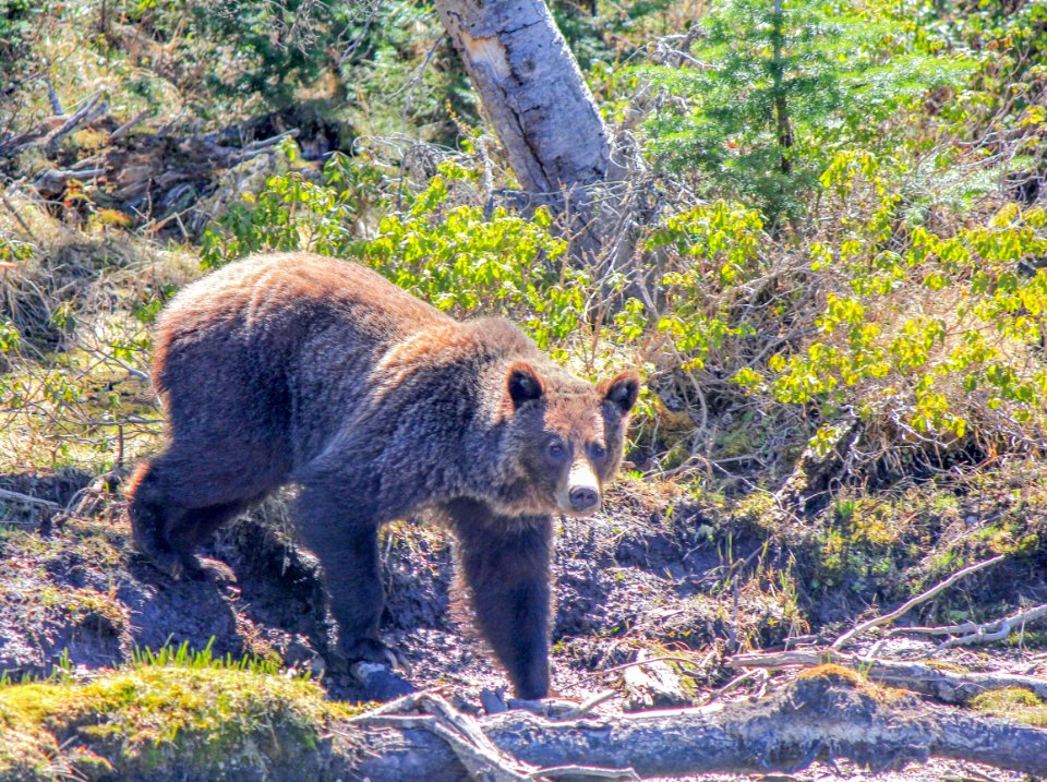 Grizzly bear near Flat Mountain Arm