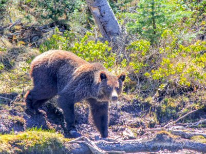 Grizzly bear near Flat Mountain Arm photo