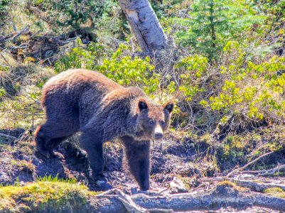 Grizzly bear near Flat Mountain Arm