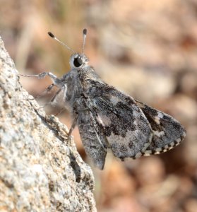 GIANT-SKIPPER, POLING'S (Agathymus polingi) (10-14-2019) sonoita creek state natural area, santa cruz co, az -02
