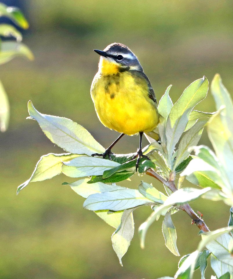 775 - EASTERN YELLOW WAGTAIL (6-11-2016) council road, nome alaska -10