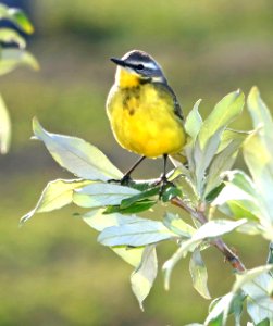775 - EASTERN YELLOW WAGTAIL (6-11-2016) council road, nome alaska -10
