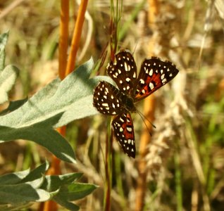 METALMARK, MORMON (Apodemia mormo) (10-3-2019) rte 59, bradshaw mts, yavapai co, az -01