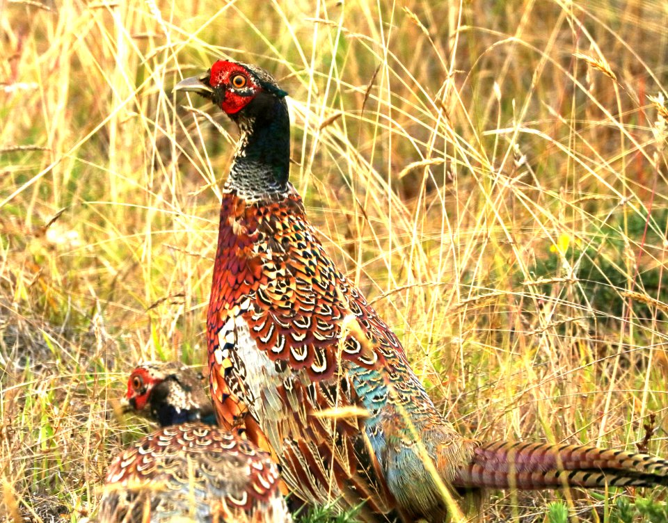 RING-NECKED PHEASANT (8-30-2017) hakalau forest national wildlife refuge, hawaii co, hawaii -04