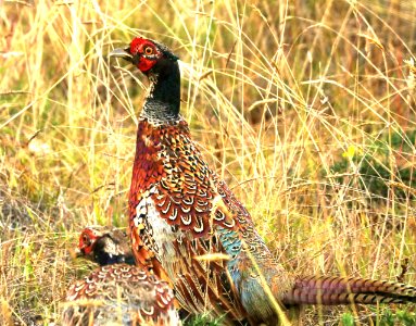 RING-NECKED PHEASANT (8-30-2017) hakalau forest national wildlife refuge, hawaii co, hawaii -04