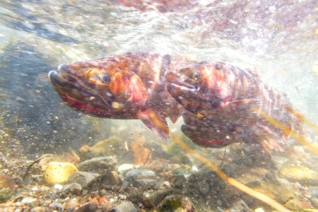 Spawning Yellowstone cutthroat trout (Oncorhynchus clarkii bouvieri) (15) photo