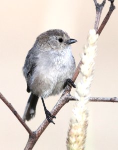 684 - BUSHTIT (7-14-09) male, morro bay, slo co, ca  (1)