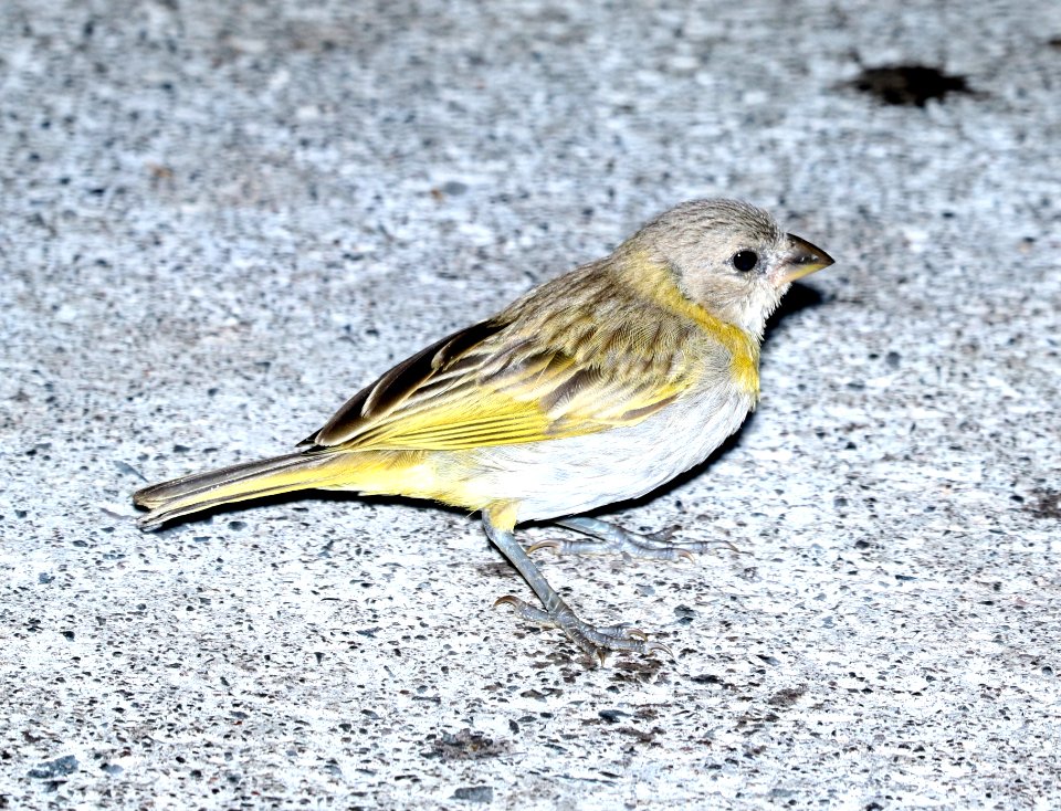 SAFFRON FINCH (8-29-2017) royal kona resort, kailua-kona, hawaii -04 juvenile