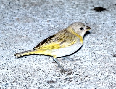 SAFFRON FINCH (8-29-2017) royal kona resort, kailua-kona, hawaii -04 juvenile