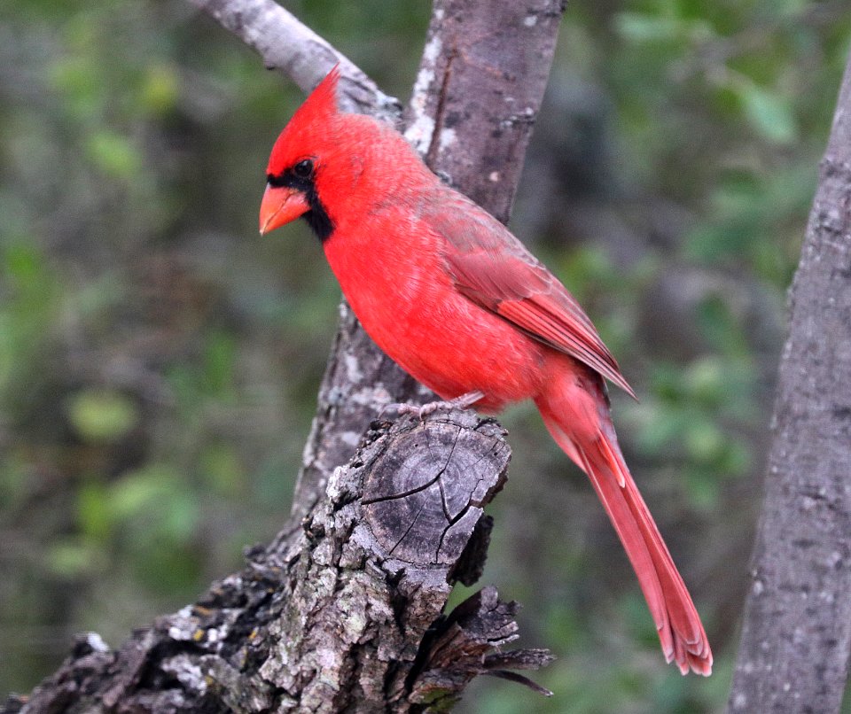 916 - NORTHERN CARDINAL (10-21-2020) ashby ranch, edwards county, tx-03