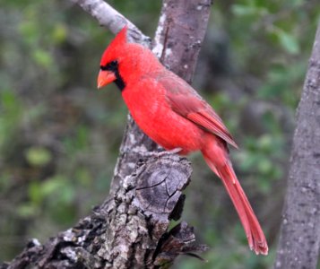 916 - NORTHERN CARDINAL (10-21-2020) ashby ranch, edwards county, tx-03 photo