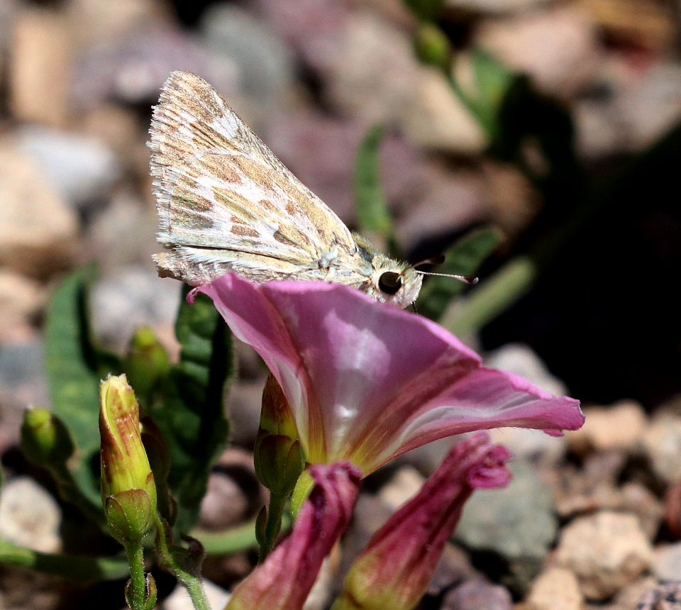 SKIPPER, UNCAS  (Hesperia uncas) (5-22-2020) mile marker 123.3, rte 60, approx 15 miles west of socorro, socorro co, nm -04