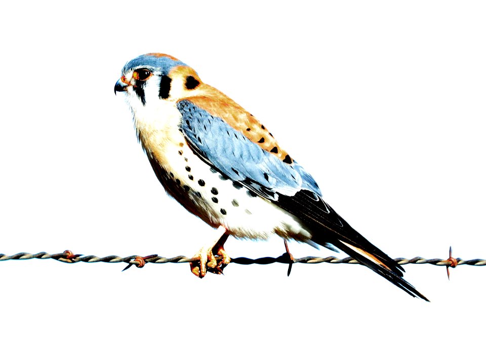 549 - AMERICAN KESTREL (1-26-2020) santa cruz co, az -02