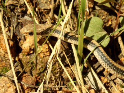 SNAKE, WESTERN PATCH-NOSED (Salvadora hexalepis) (10-3-2019) rte 59, bradshaw mts, yavapai co, az -02