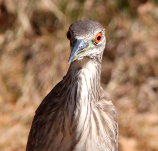 NIGHT-HERON, BLACK-CROWNED (12-6-01) patagonia lake, scc, az -24