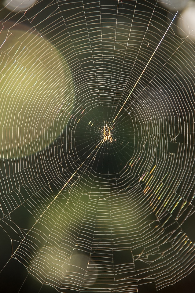 Silken symmetry insect