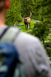 Hiker keeps 25 yards away from a bull elk on a trail photo