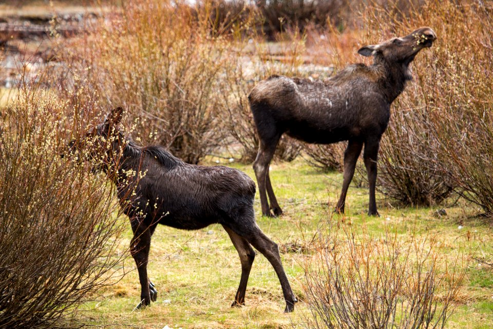 Cow & yearling moose, Soda Butte Creek